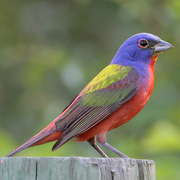 Male Male