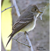 Note: dark head with weak eye ring and whitish wing bars Note: dark head with weak eye ring and whitish wing bars