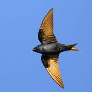 Male in flight. Note: dark blue body, and slightly forked tail.